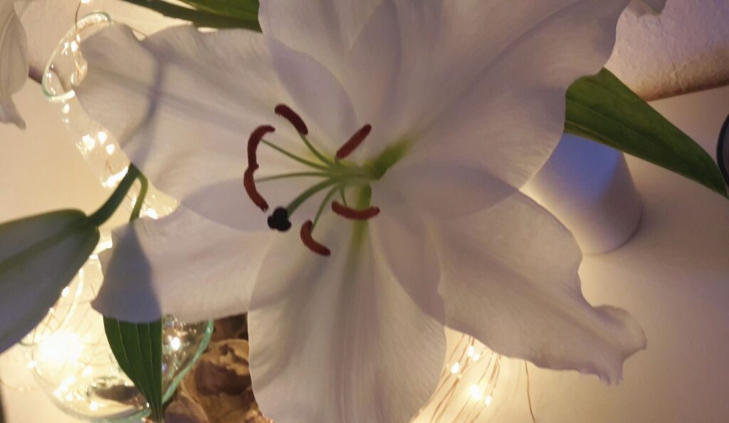 white flower with lights
